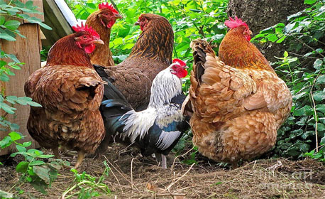 مرغ تخم گذار و پیدایش انواع نژادهای اصلاح شده